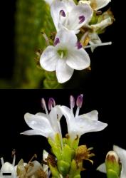 Veronica hectorii subsp. coarctata. An opposite pair of female flowers, with small pale empty anthers. Scale = 1 mm.
 Image: P.J. Garnock-Jones © P.J. Garnock-Jones CC-BY-NC 3.0 NZ